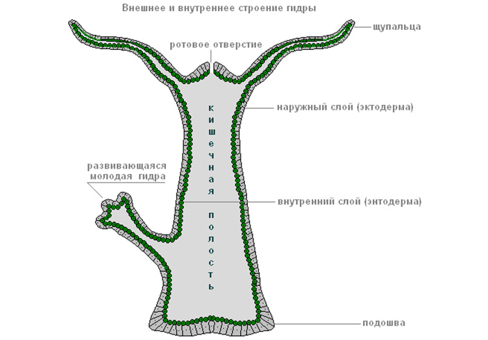 Кракен шоп krakenweb site